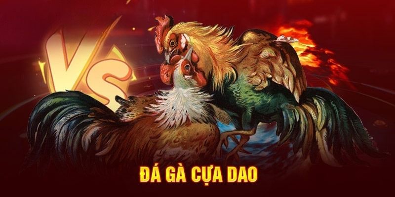 Loại hình đá gà cựa dao được rất nhiều người yêu thích